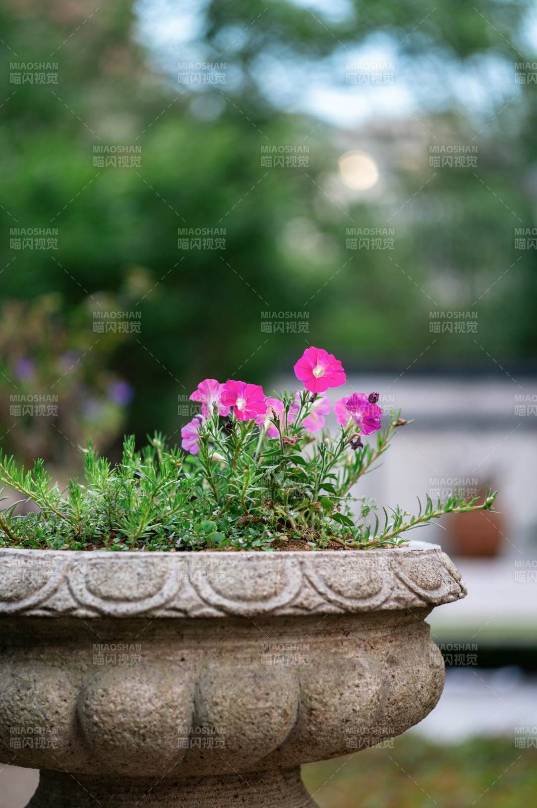 花盆中的粉色花朵