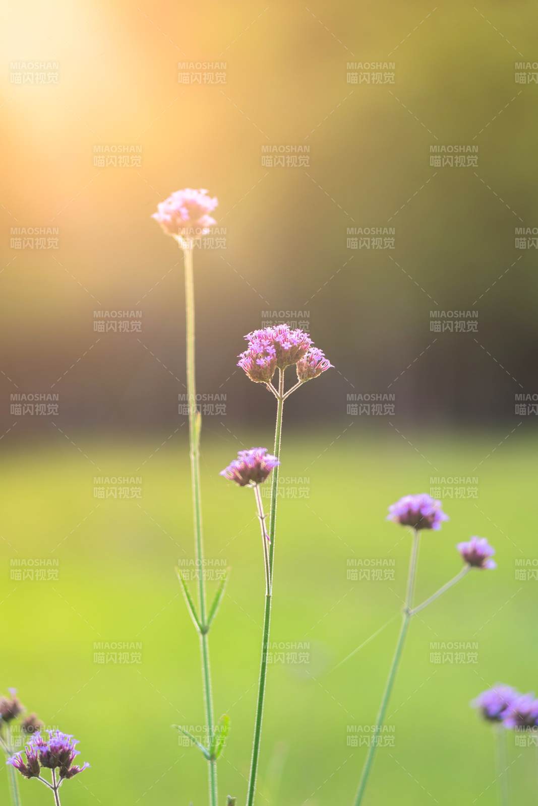 夕陽下的紫色小花