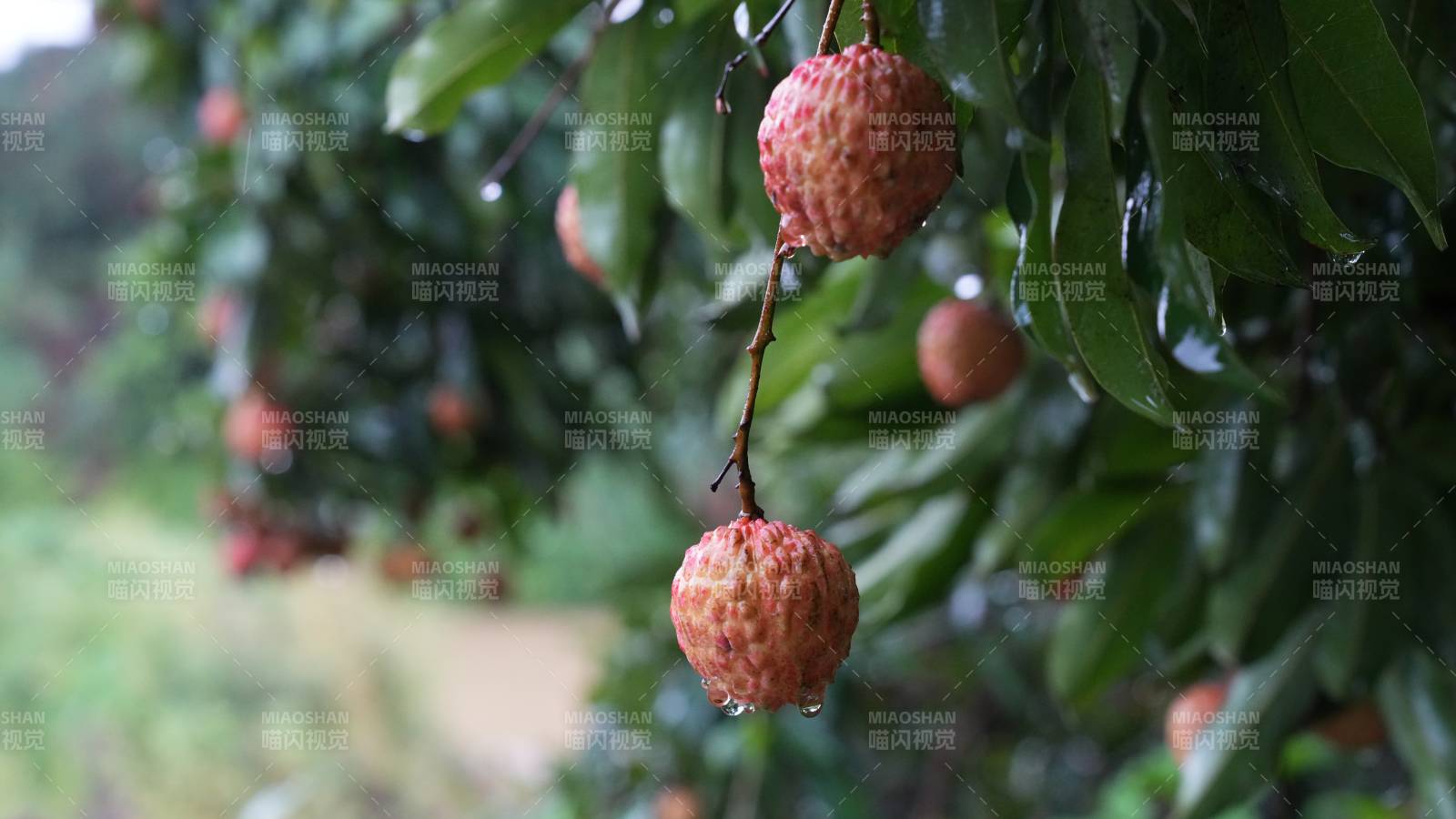 雨后荔枝掛枝頭