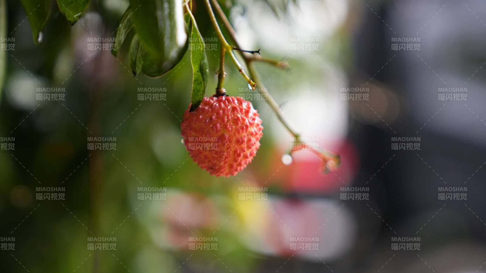 荔枝掛枝頭 鮮紅誘人