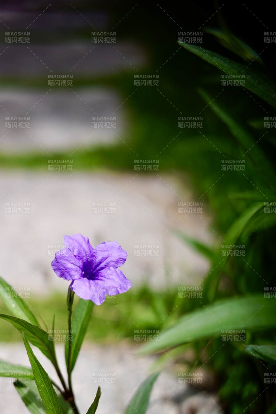 紫色小花與綠葉相伴