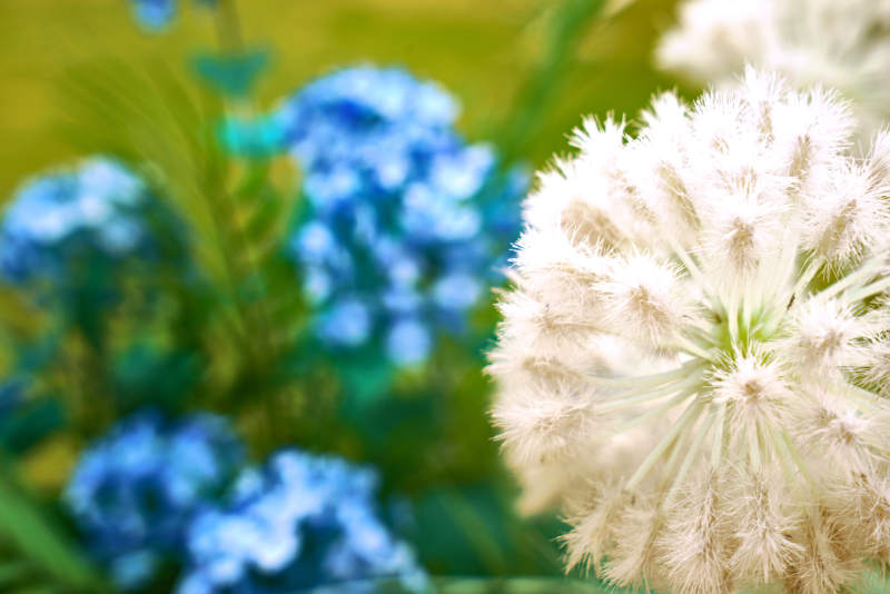 蒲公英與藍花的春天景象
