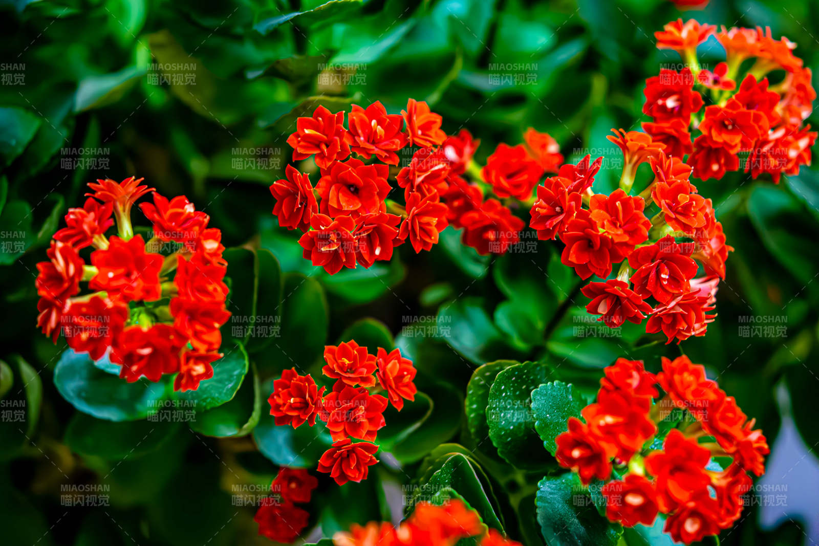 紅艷長壽花 綠葉映襯美