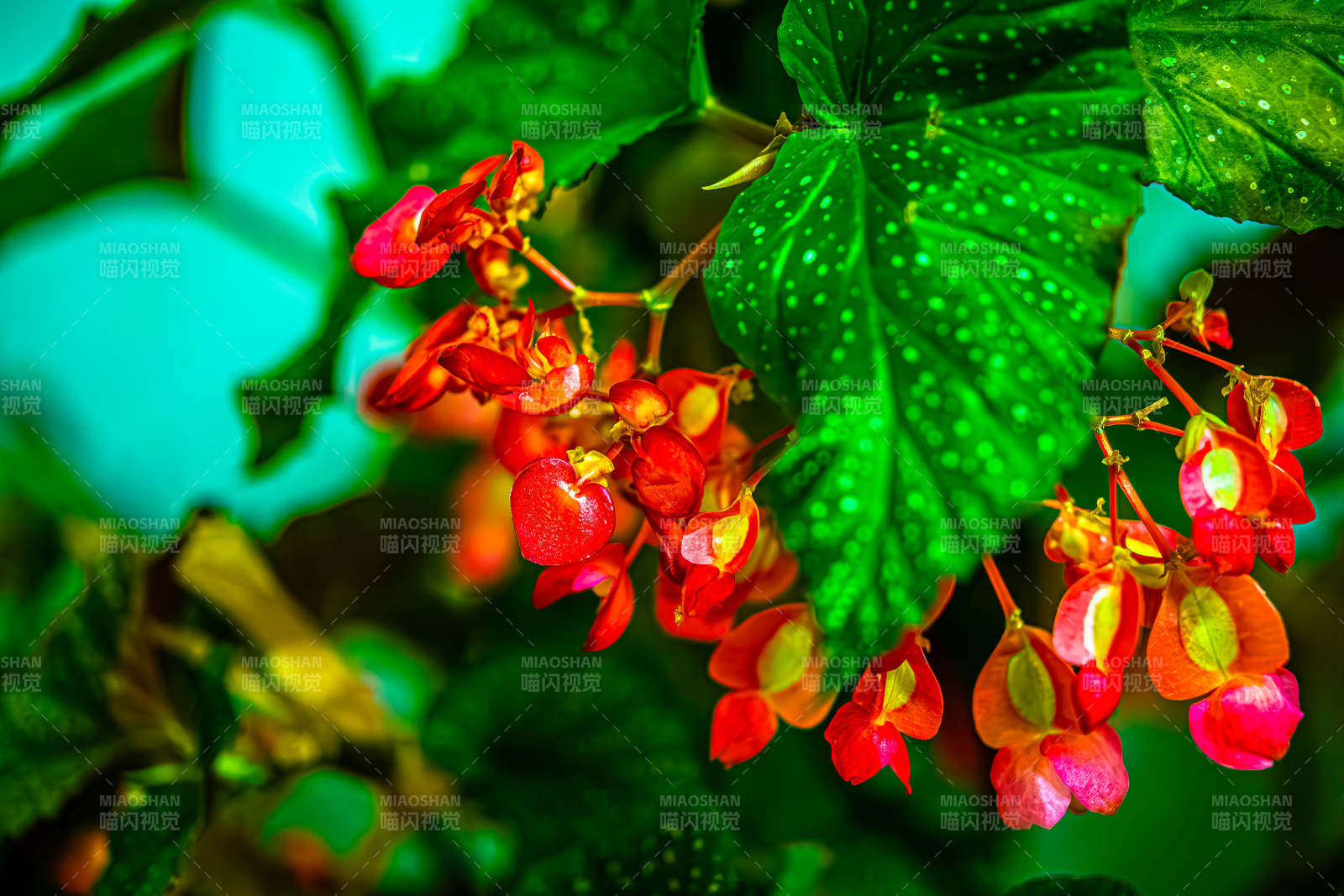 紅色花朵與綠葉的美麗邂逅