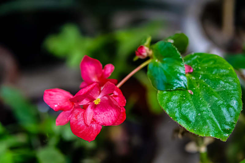 粉紅花朵與綠葉相伴