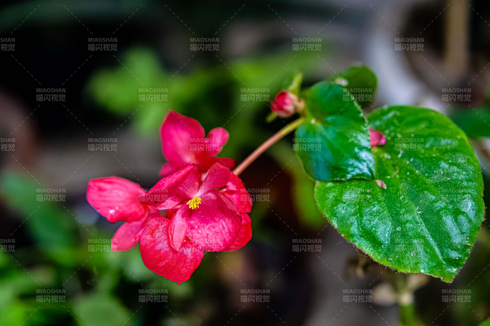 粉紅花朵與綠葉相伴