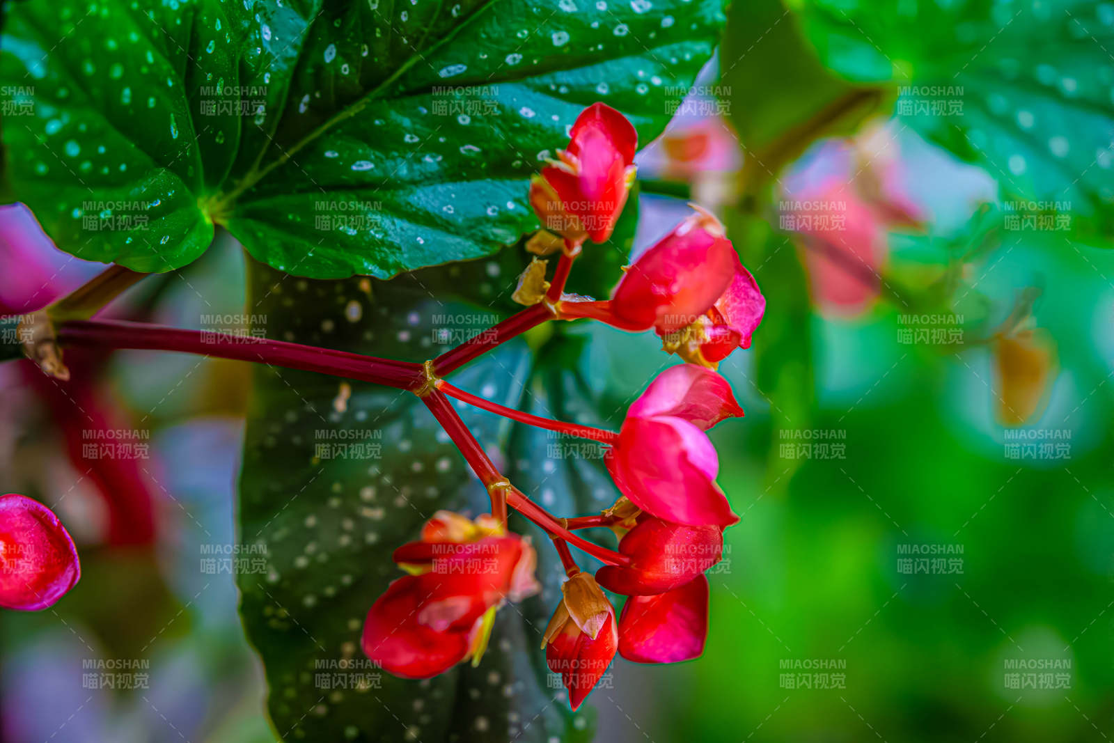 紅色花朵與綠葉相映成趣