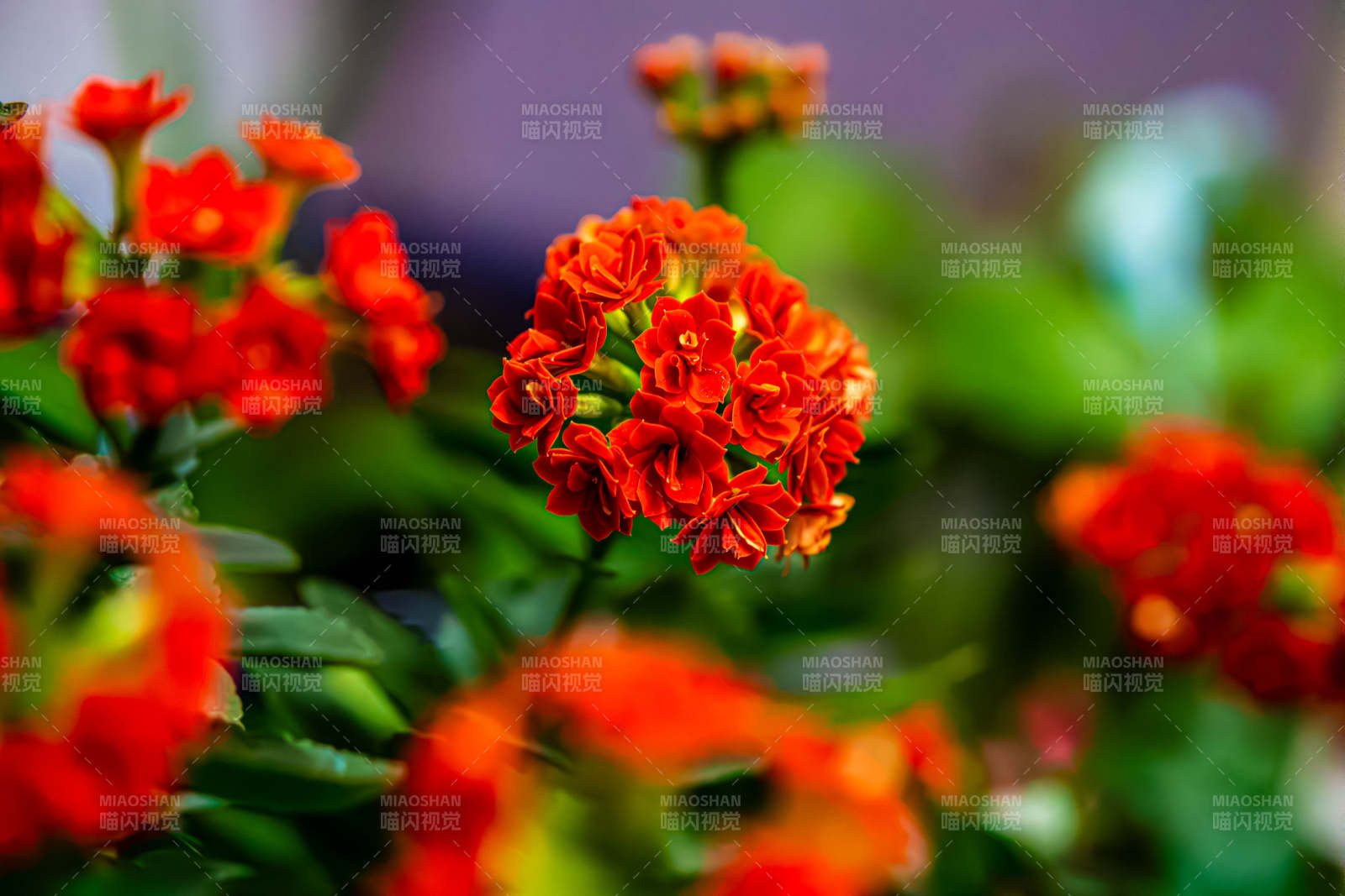 鮮艷紅花綻放美麗瞬間