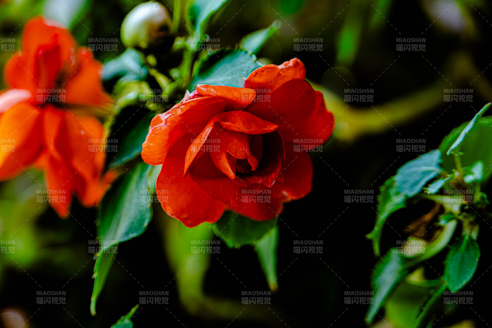紅色花朵的美麗瞬間