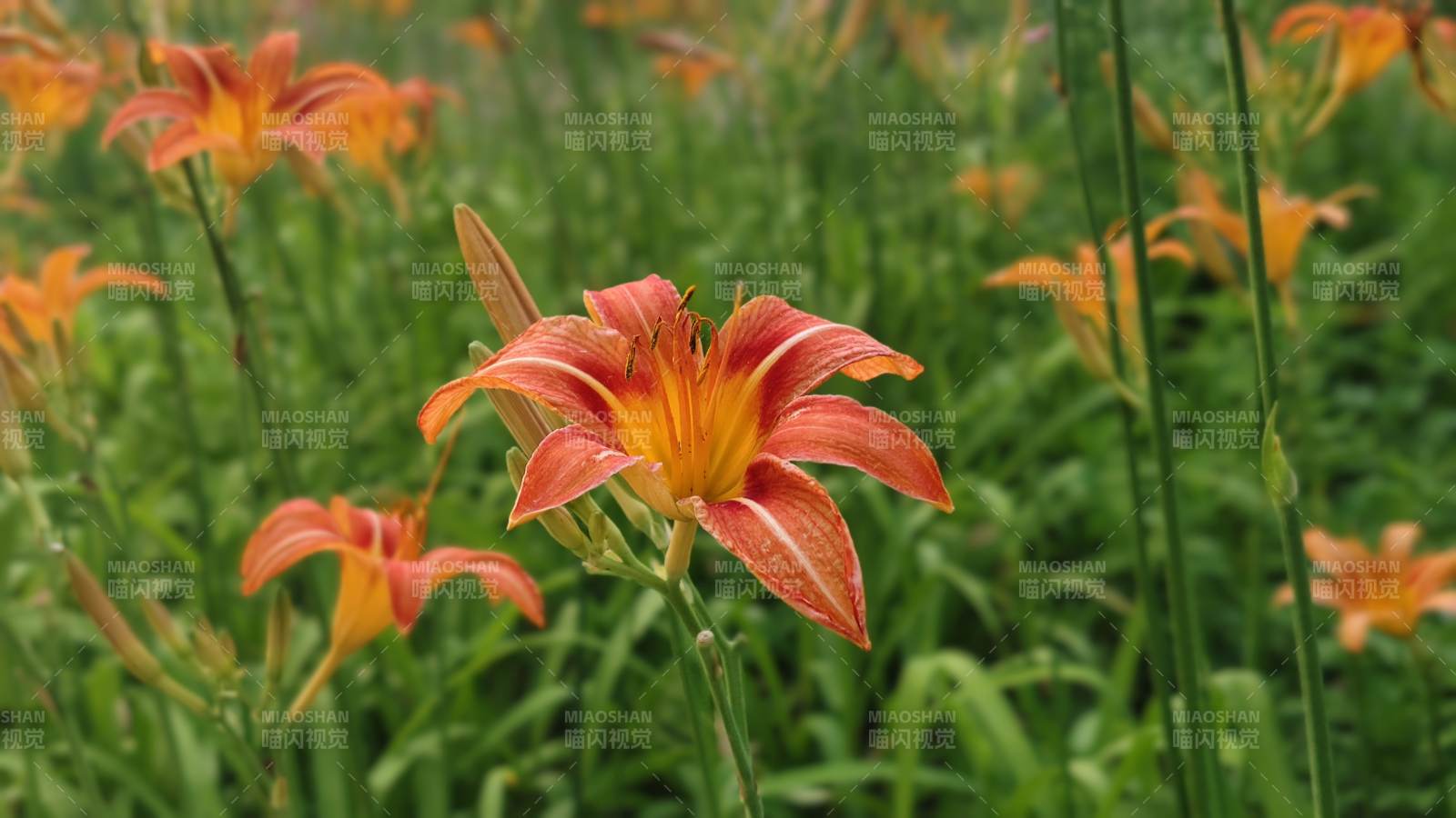 橙色萱草花田美景