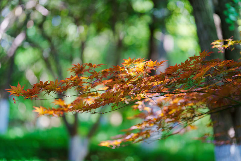 秋日紅葉映綠林