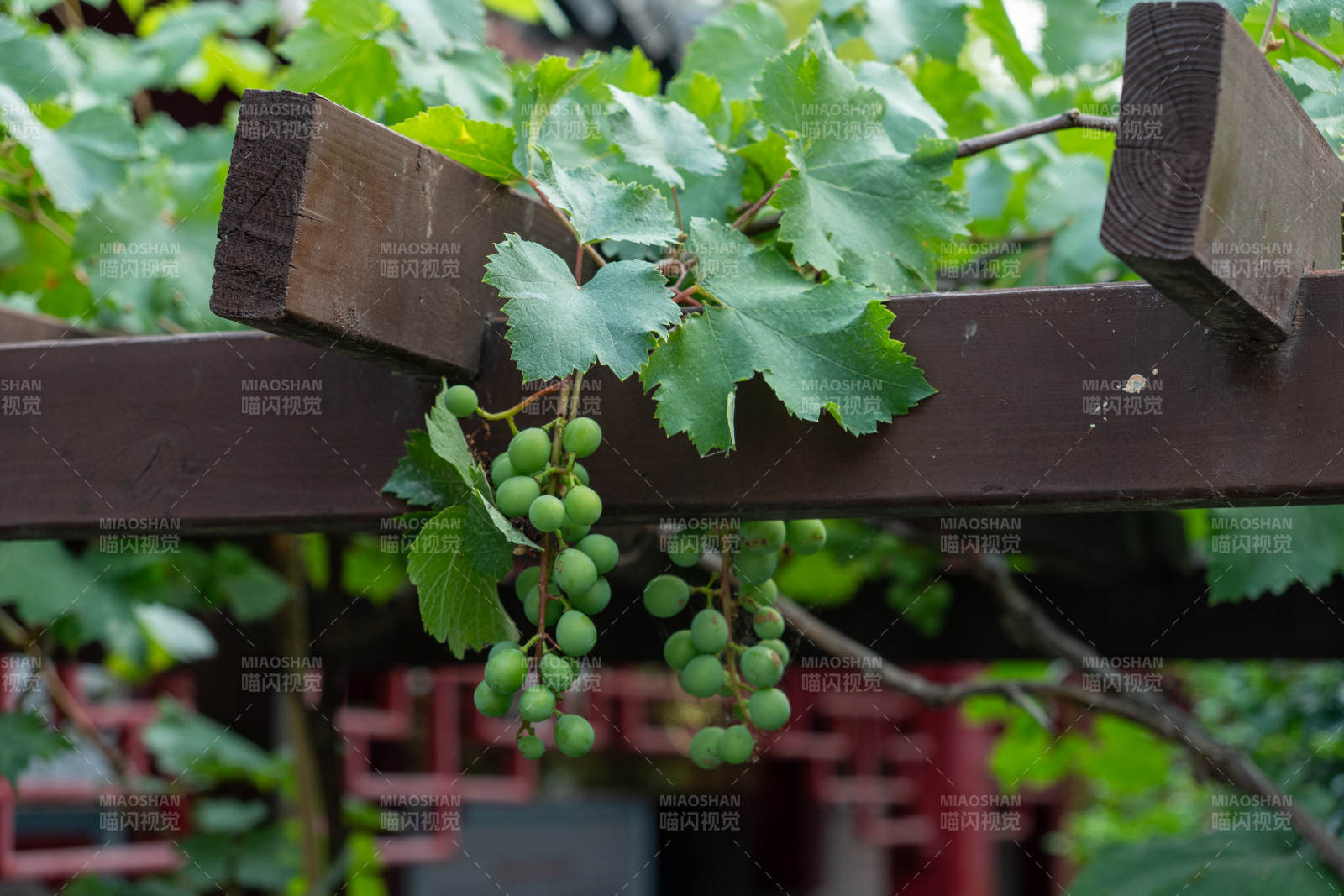 葡萄藤下的綠色果實