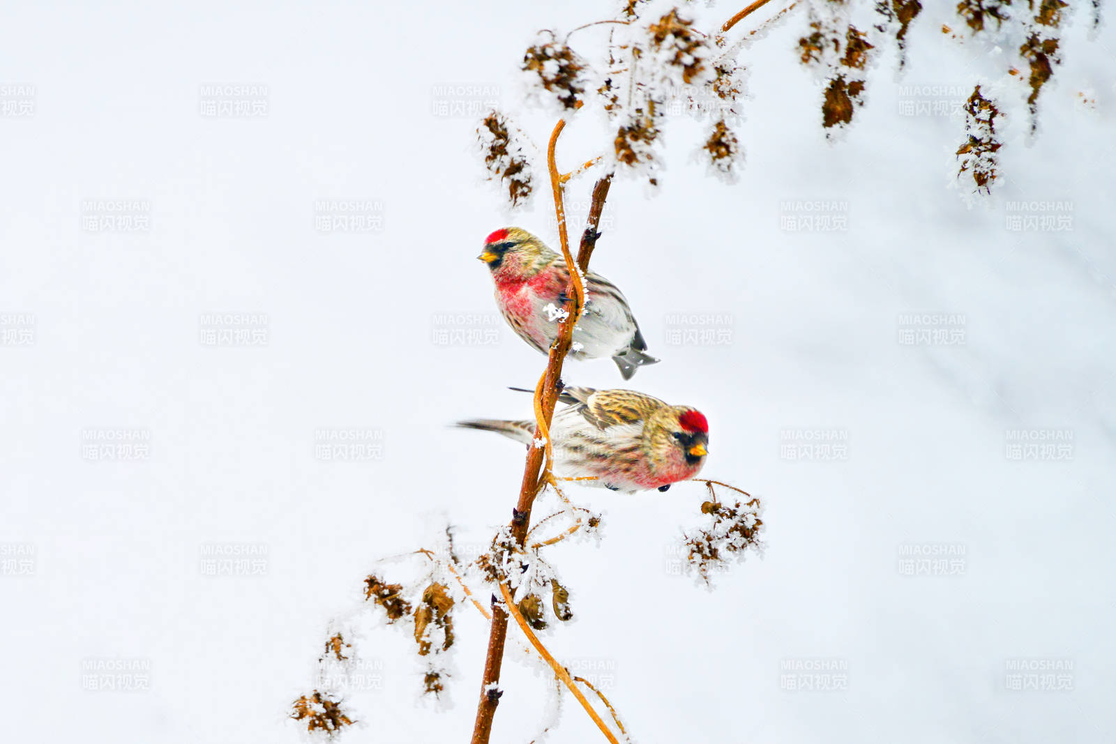 雪中雙鳥棲枝頭