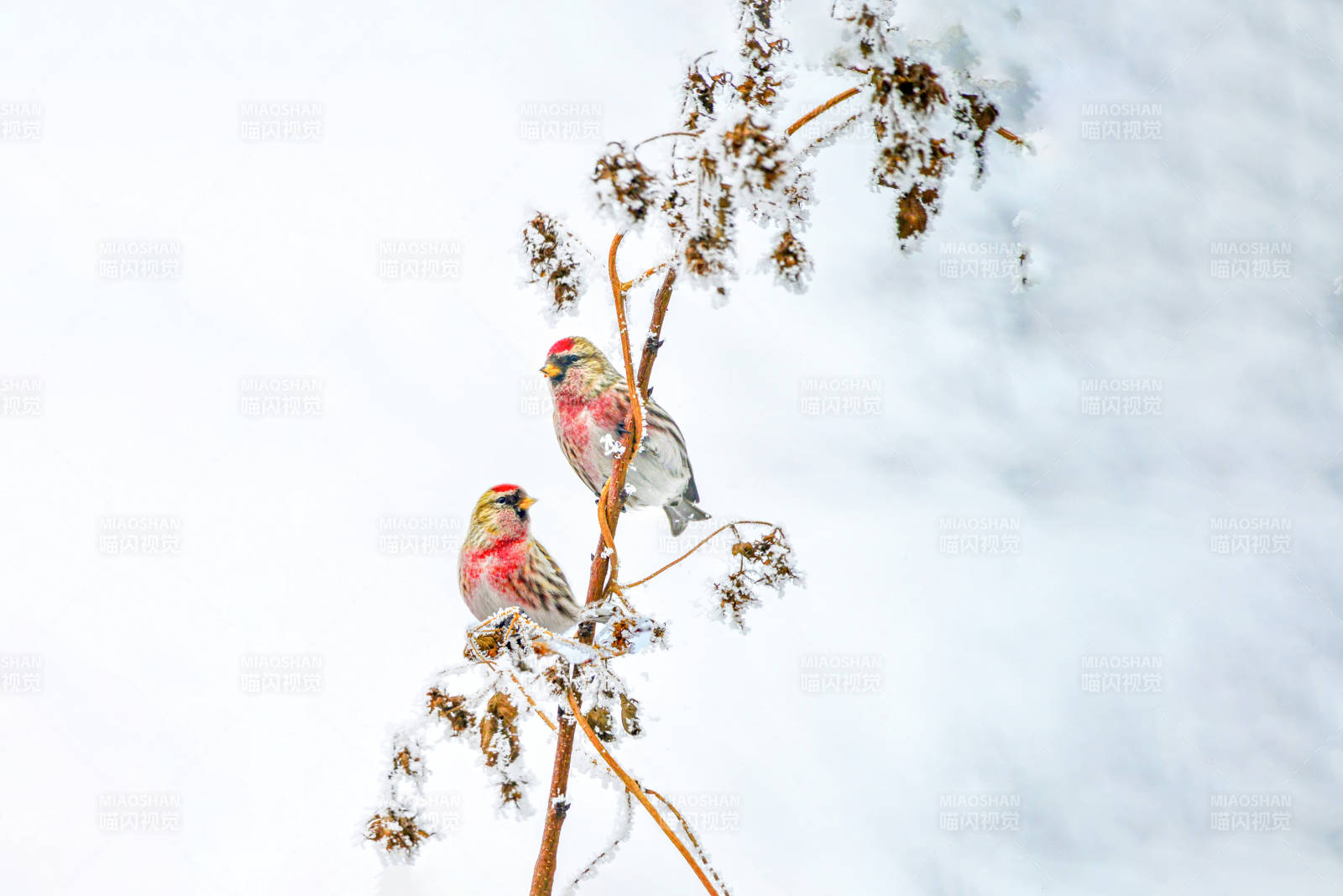 雪中雙鳥棲枝頭