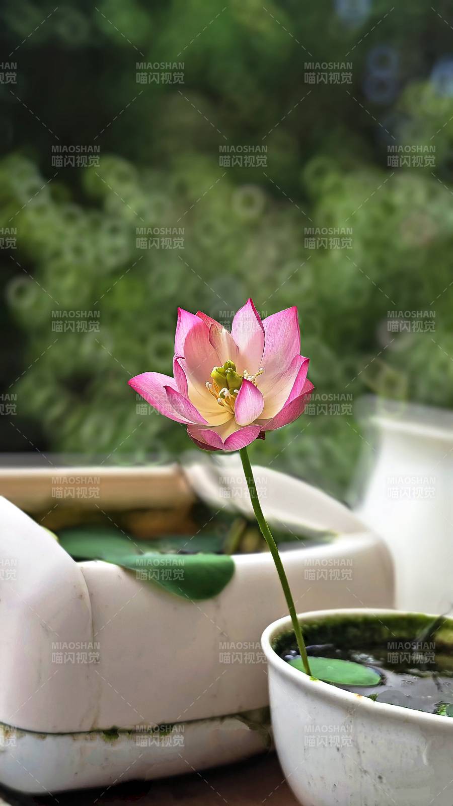 池中蓮花靜謐綻放