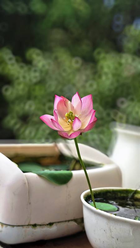 池中蓮花靜謐綻放