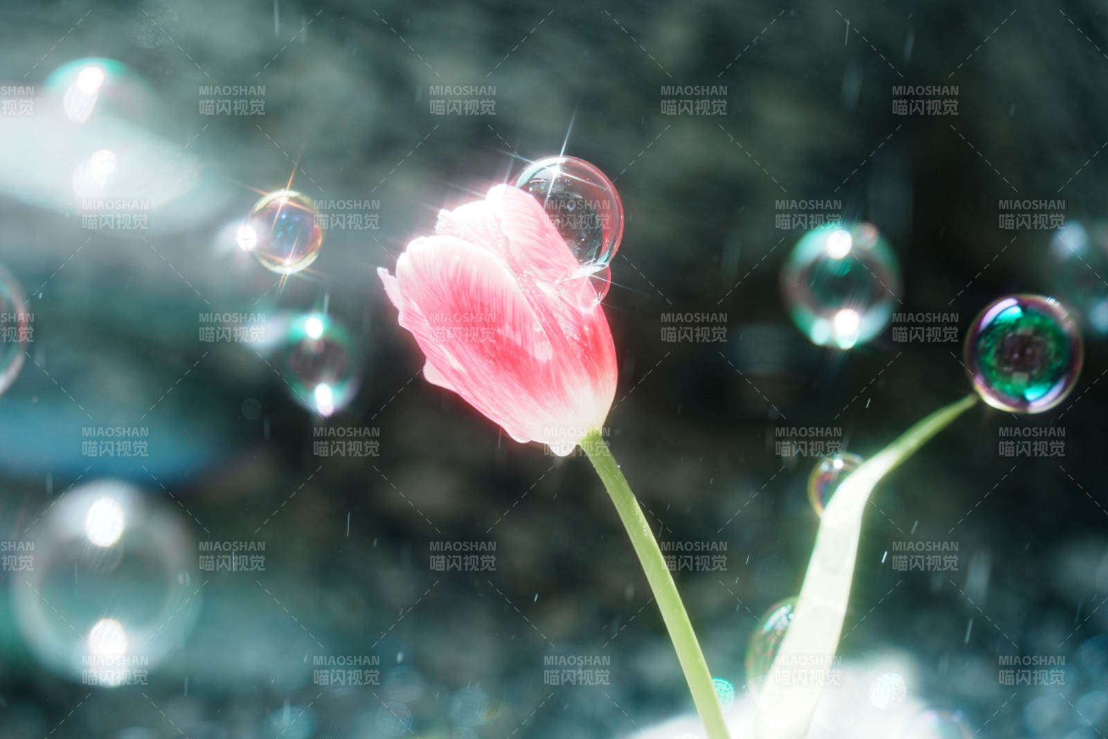夢幻泡泡與粉色郁金香