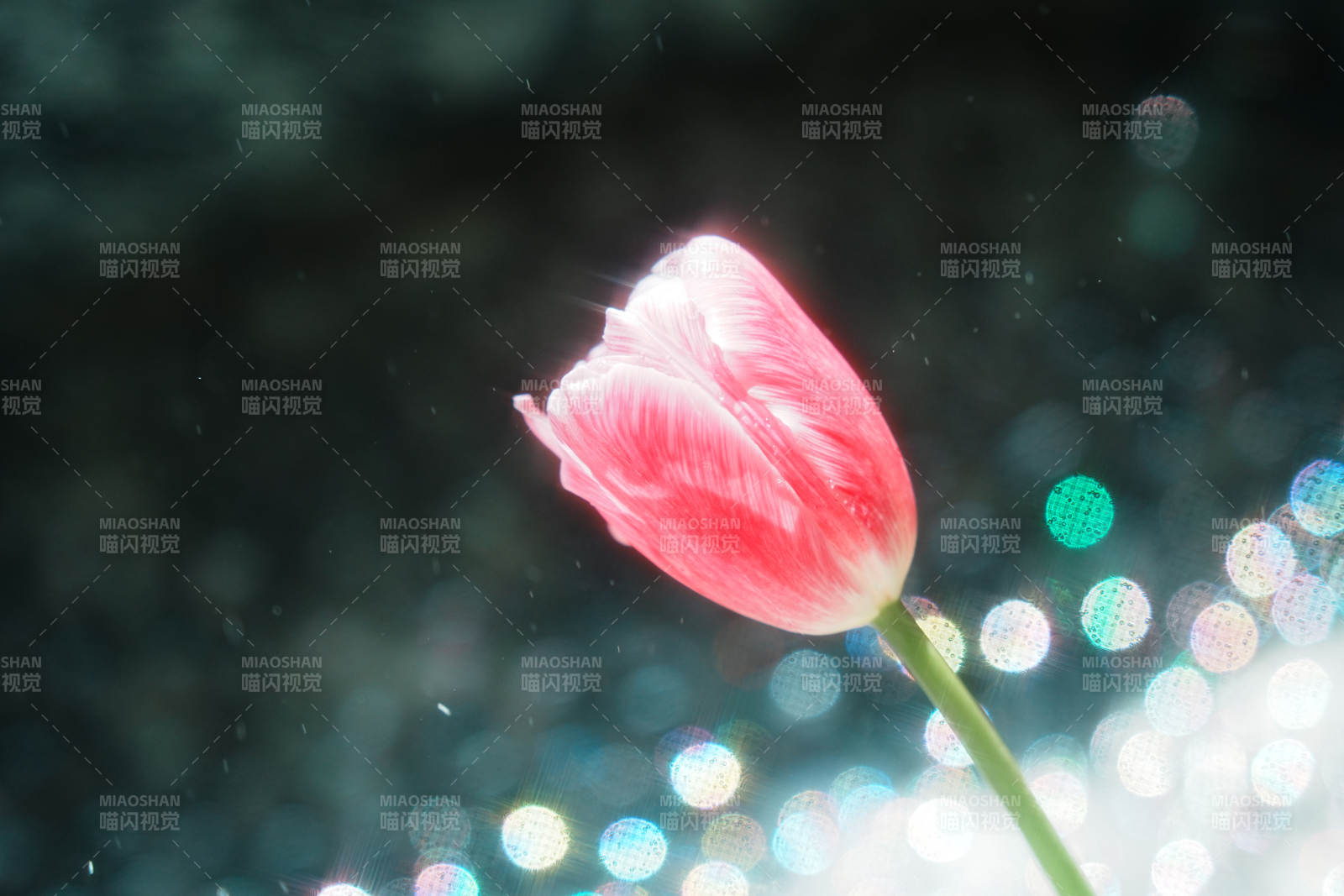 夢(mèng)幻光影中的粉色郁金香