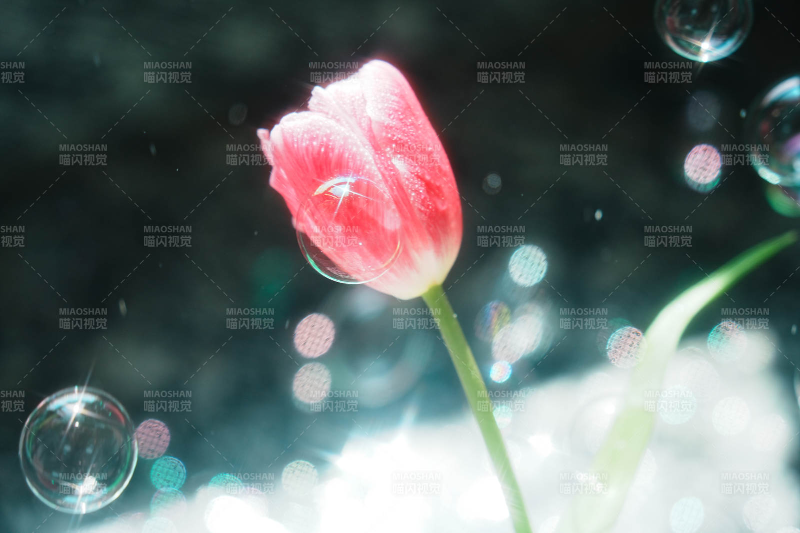 水中花影 夢幻泡泡