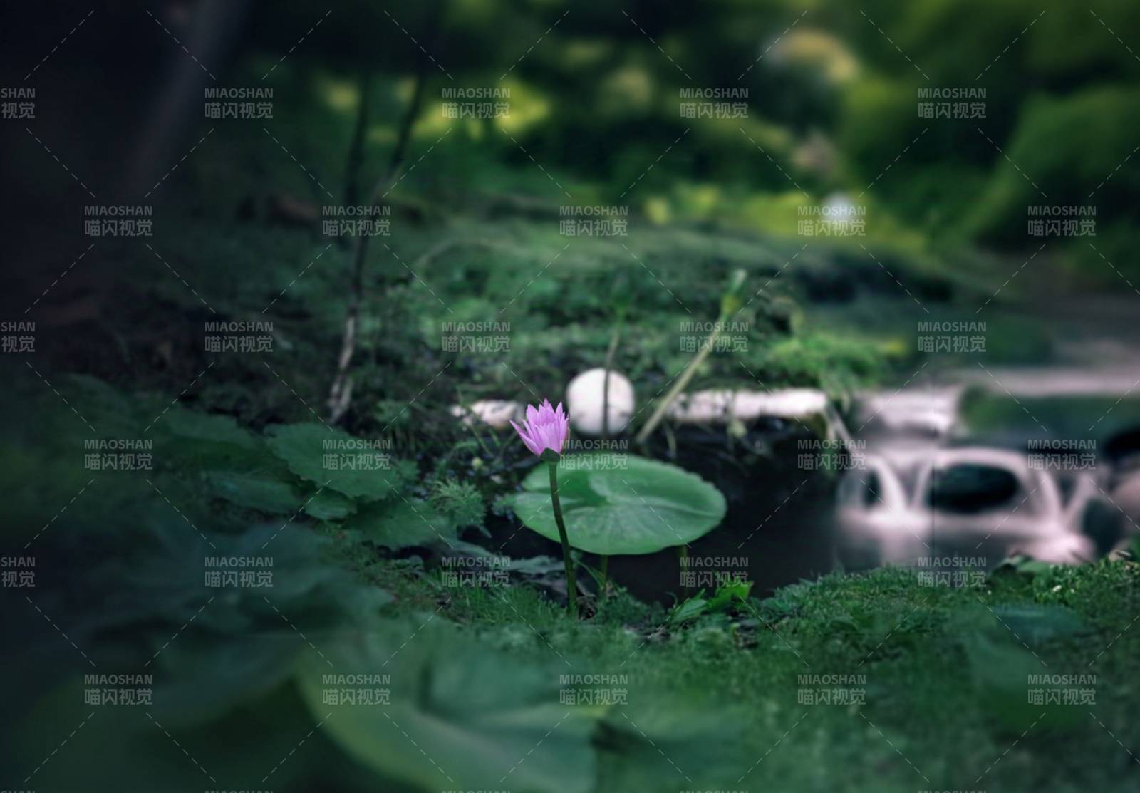 靜謐池塘中的蓮花