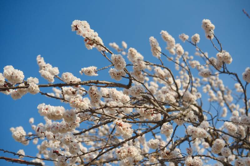 春日花開 藍天映襯