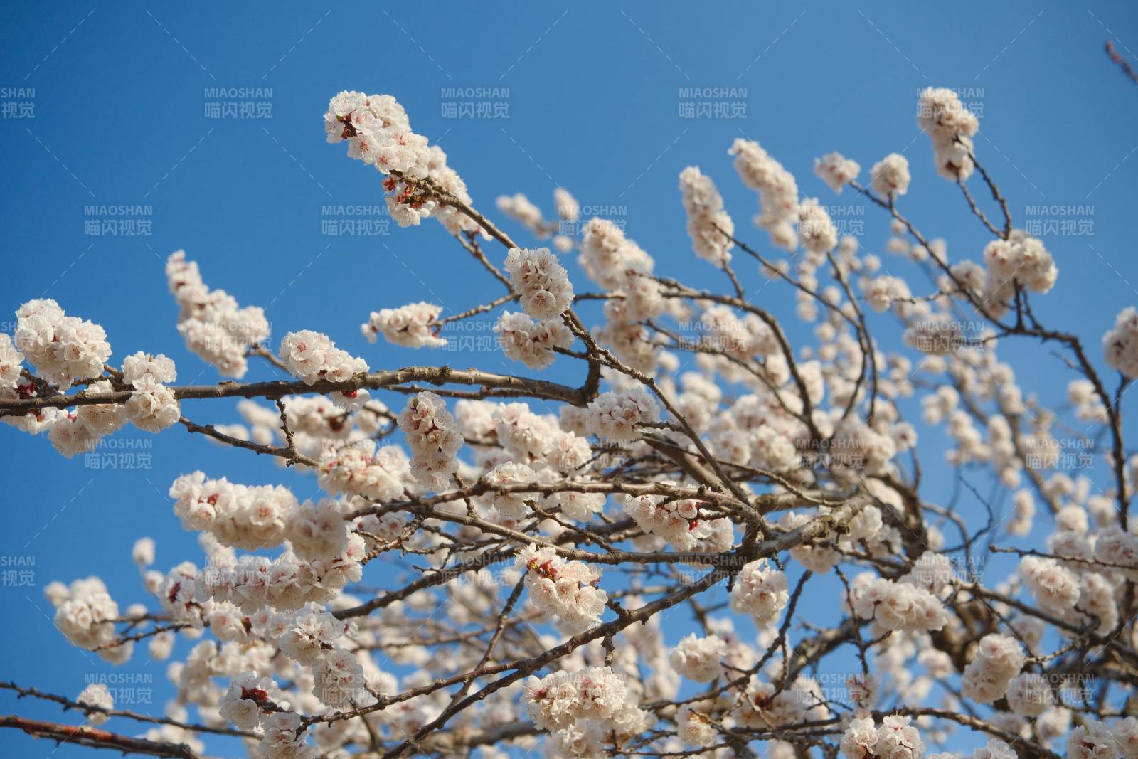 春日花開 藍天映襯