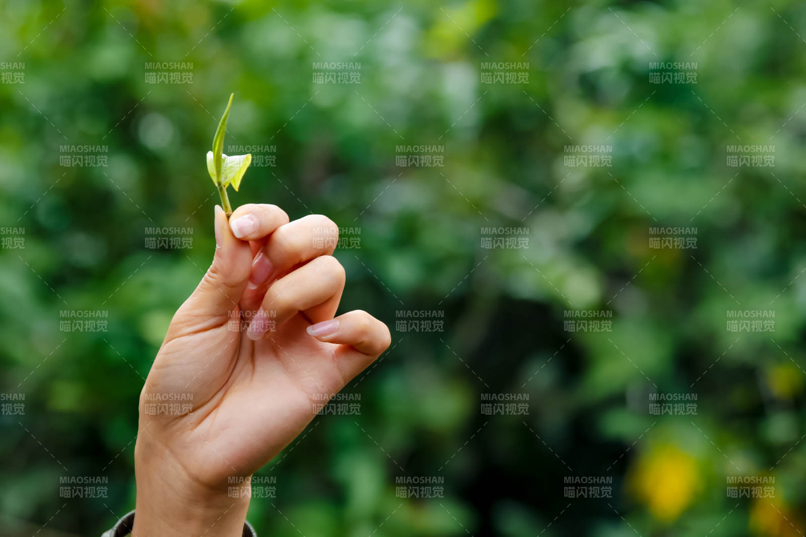 手握茶葉嫩芽 綠意盎然