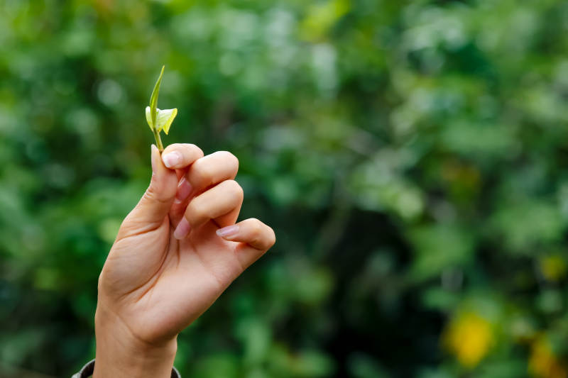 手握茶葉嫩芽 綠意盎然