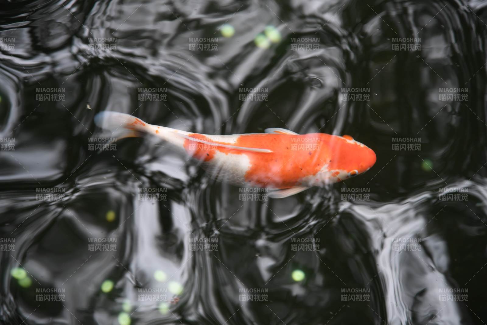 池中錦鯉悠然游