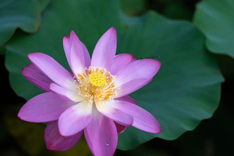蓮花綻放 清新雅致