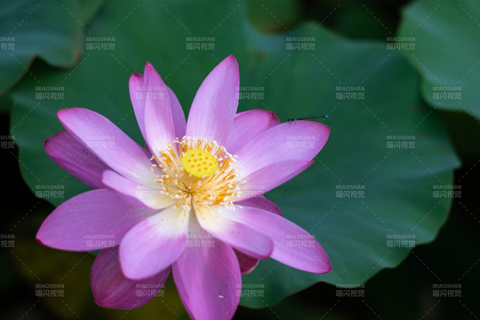 蓮花綻放 清新雅致