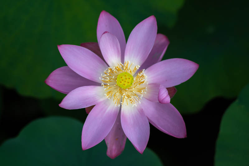 粉色蓮花綻放之美