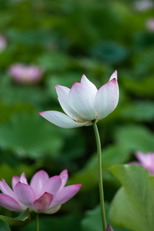 蓮花綻放 清新雅致