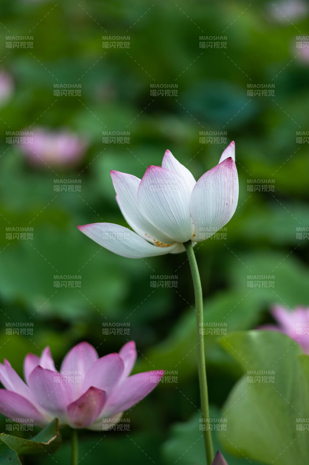 蓮花綻放 清新雅致