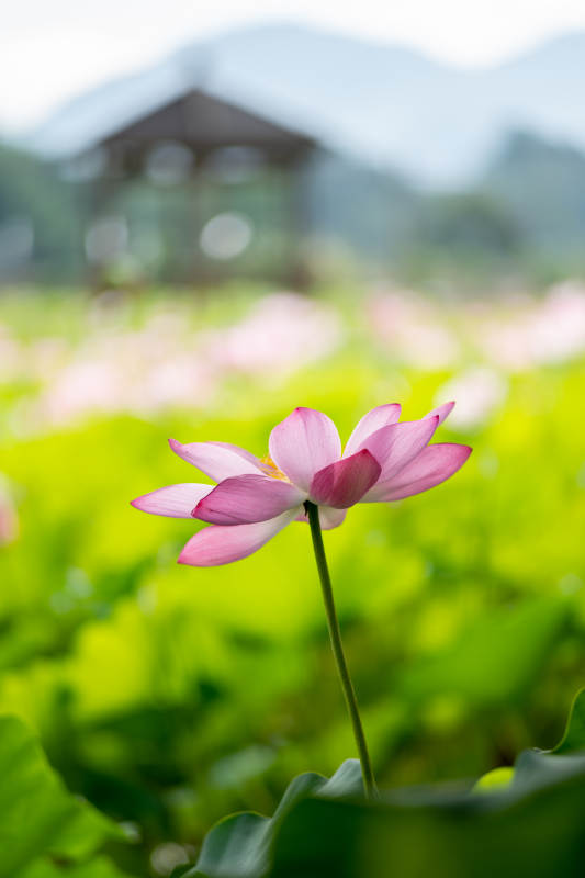 池塘蓮花 亭臺遠山