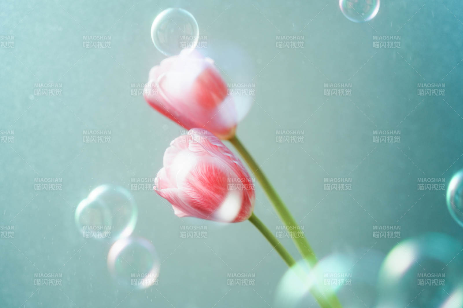 夢幻泡泡中的粉色郁金香