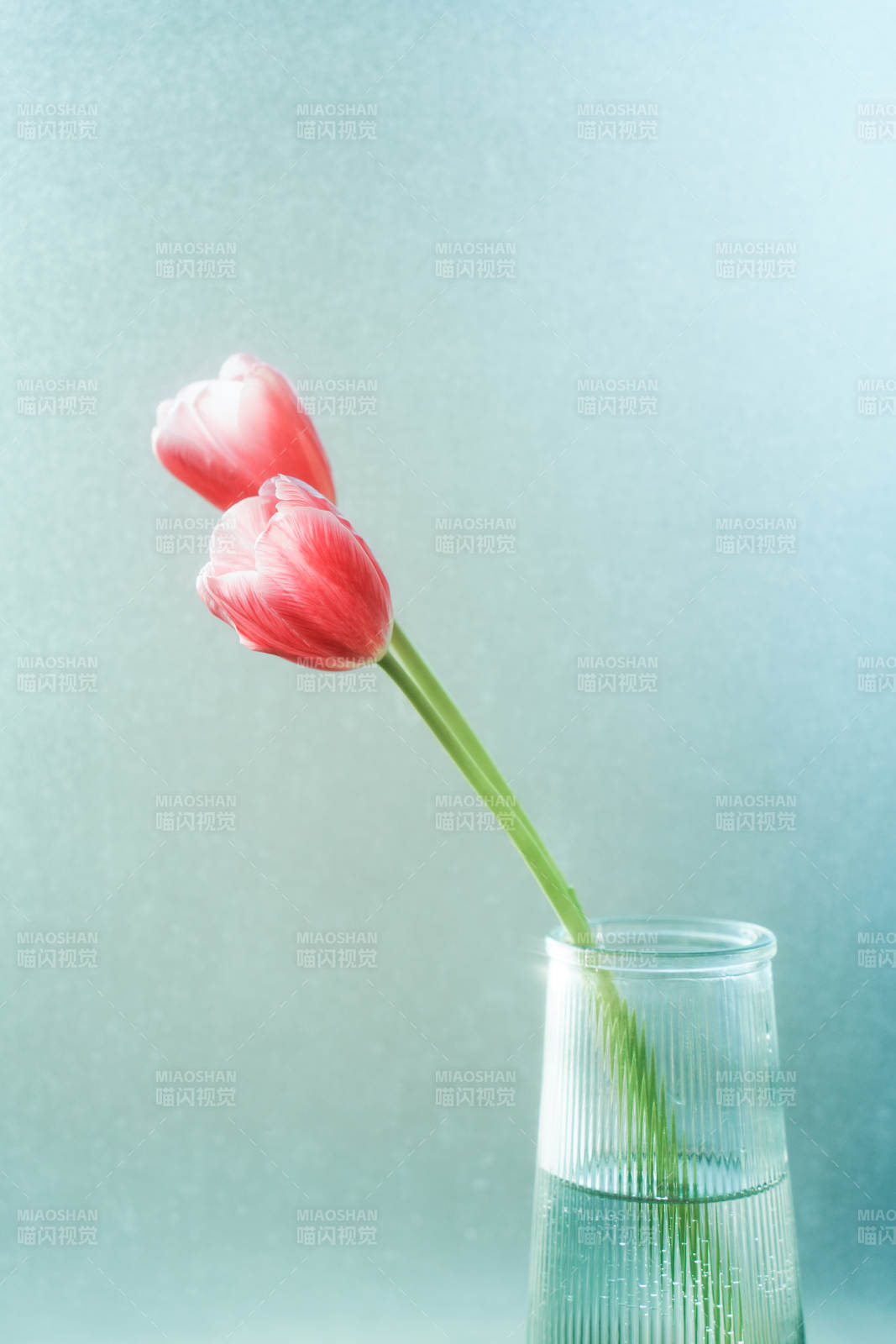 窗前兩朵粉色郁金香