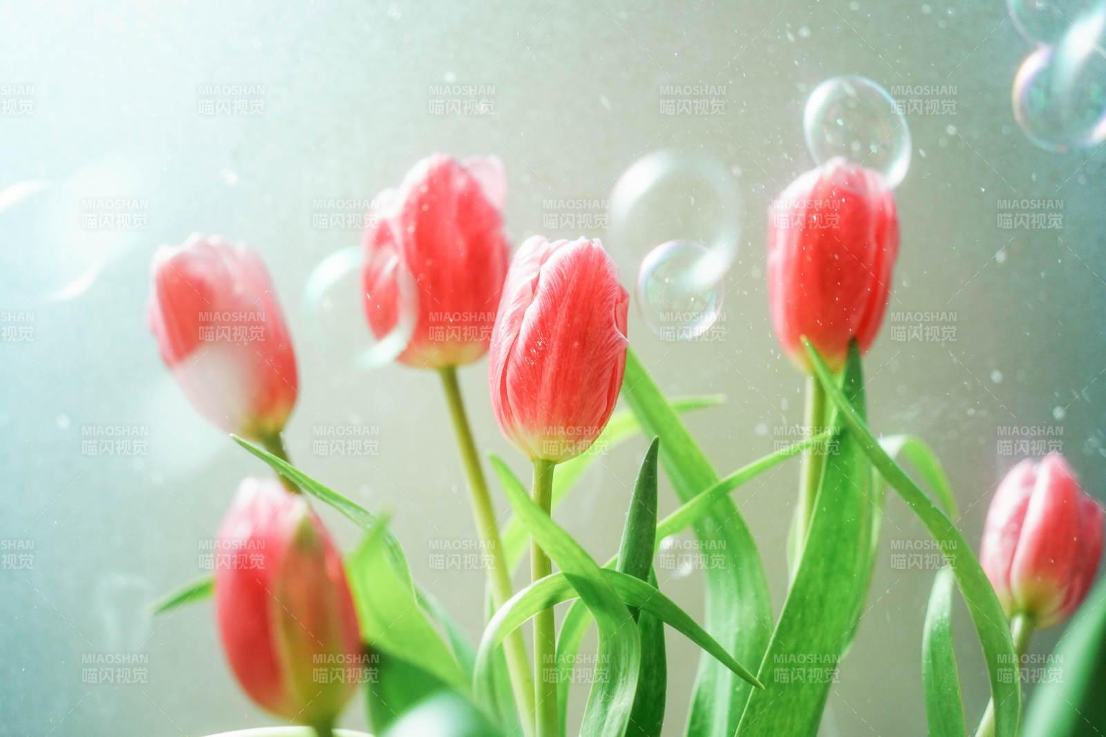 雨中綻放的郁金香