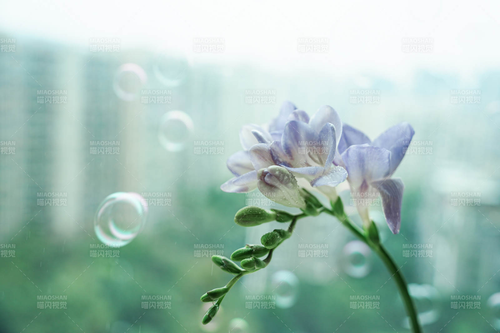 窗邊花影伴泡泡