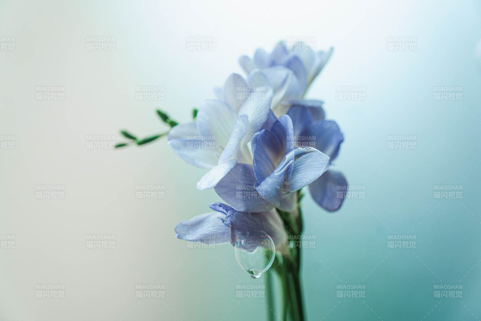 晨露輕沾淡雅花影