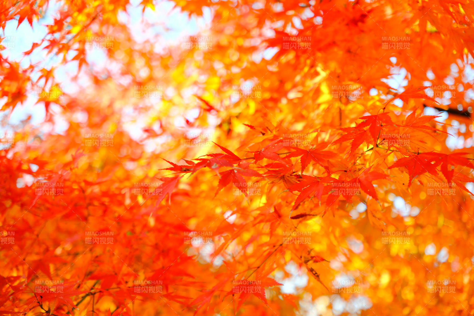 秋日紅葉映藍天
