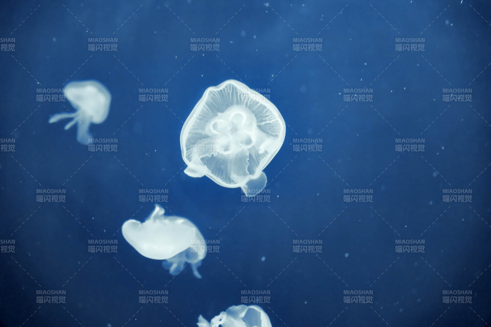 水母在深海中漂浮