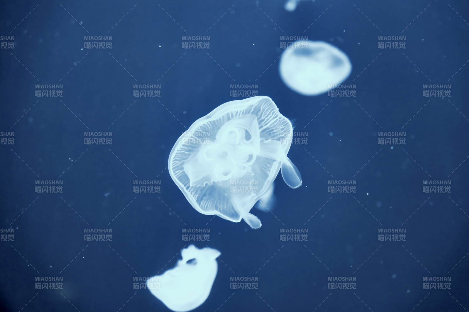 深海中的水母群影