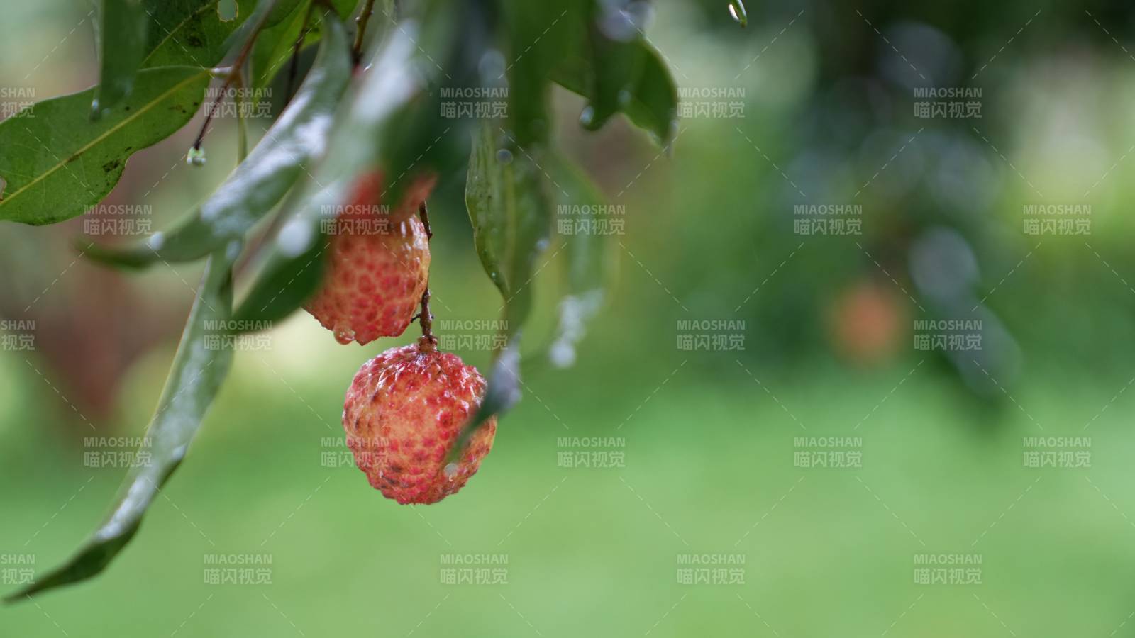 荔枝掛枝頭 綠葉相伴
