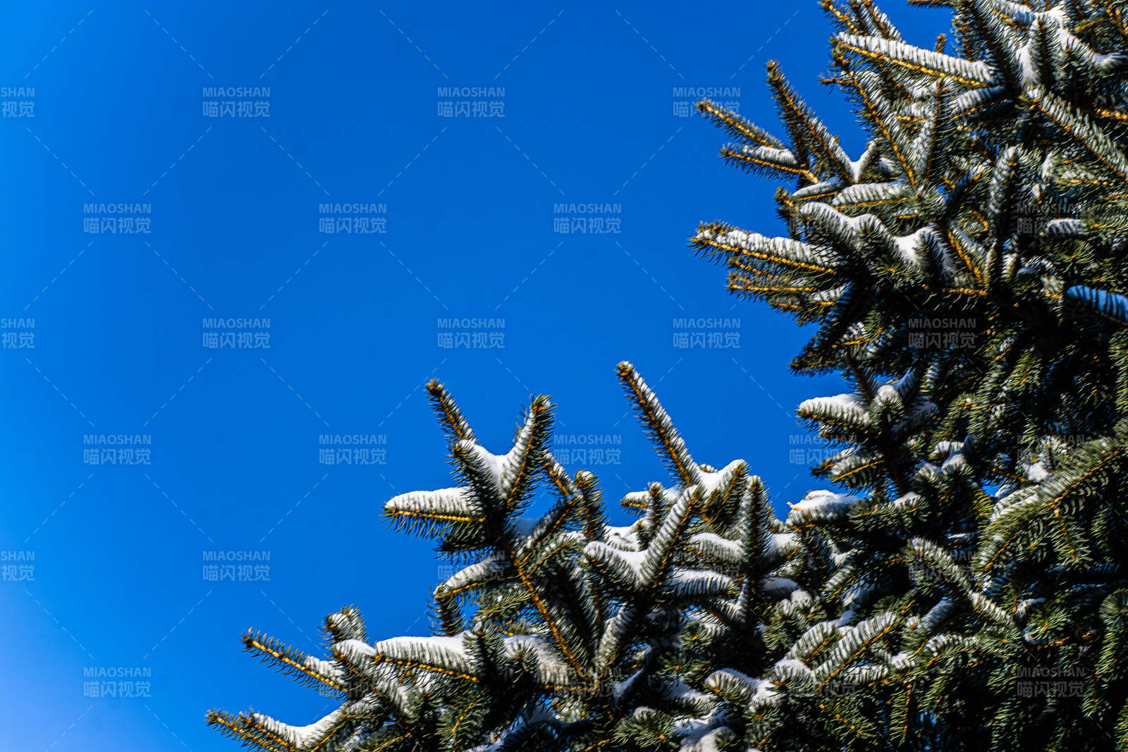 雪覆松枝映藍天