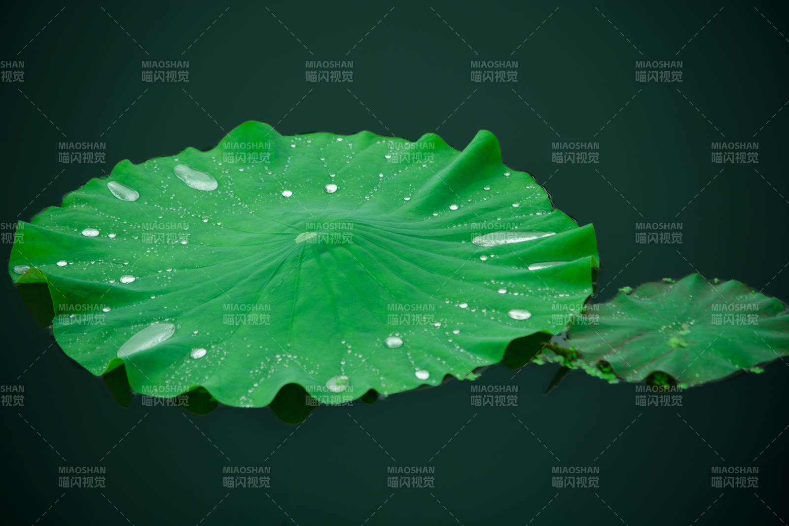 荷葉上的露珠