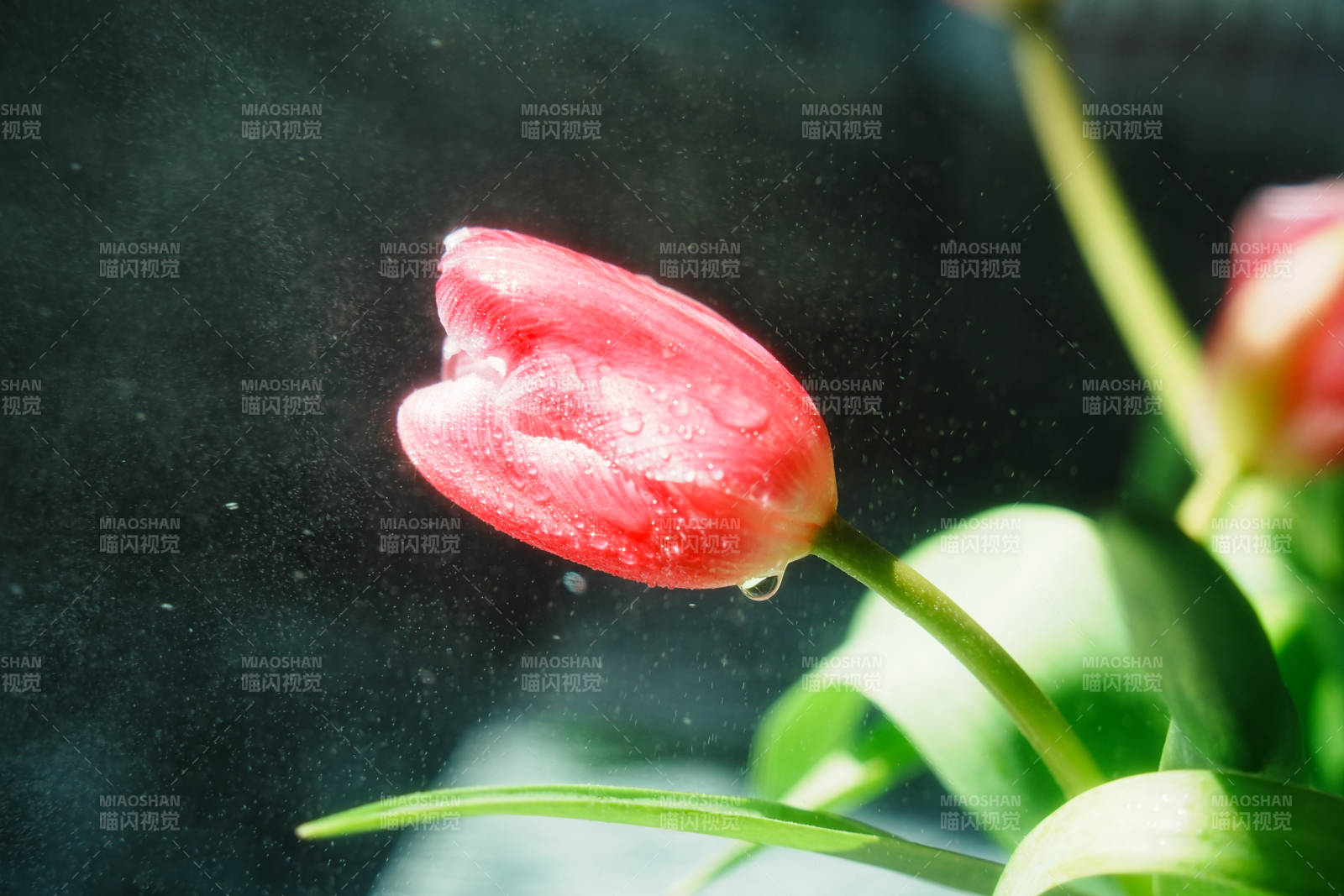 水中的紅色郁金香
