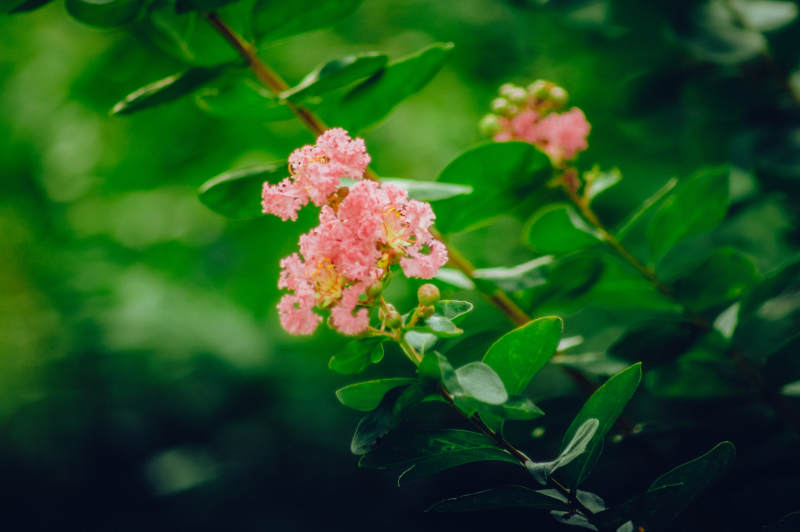 粉色小花在綠葉中綻放