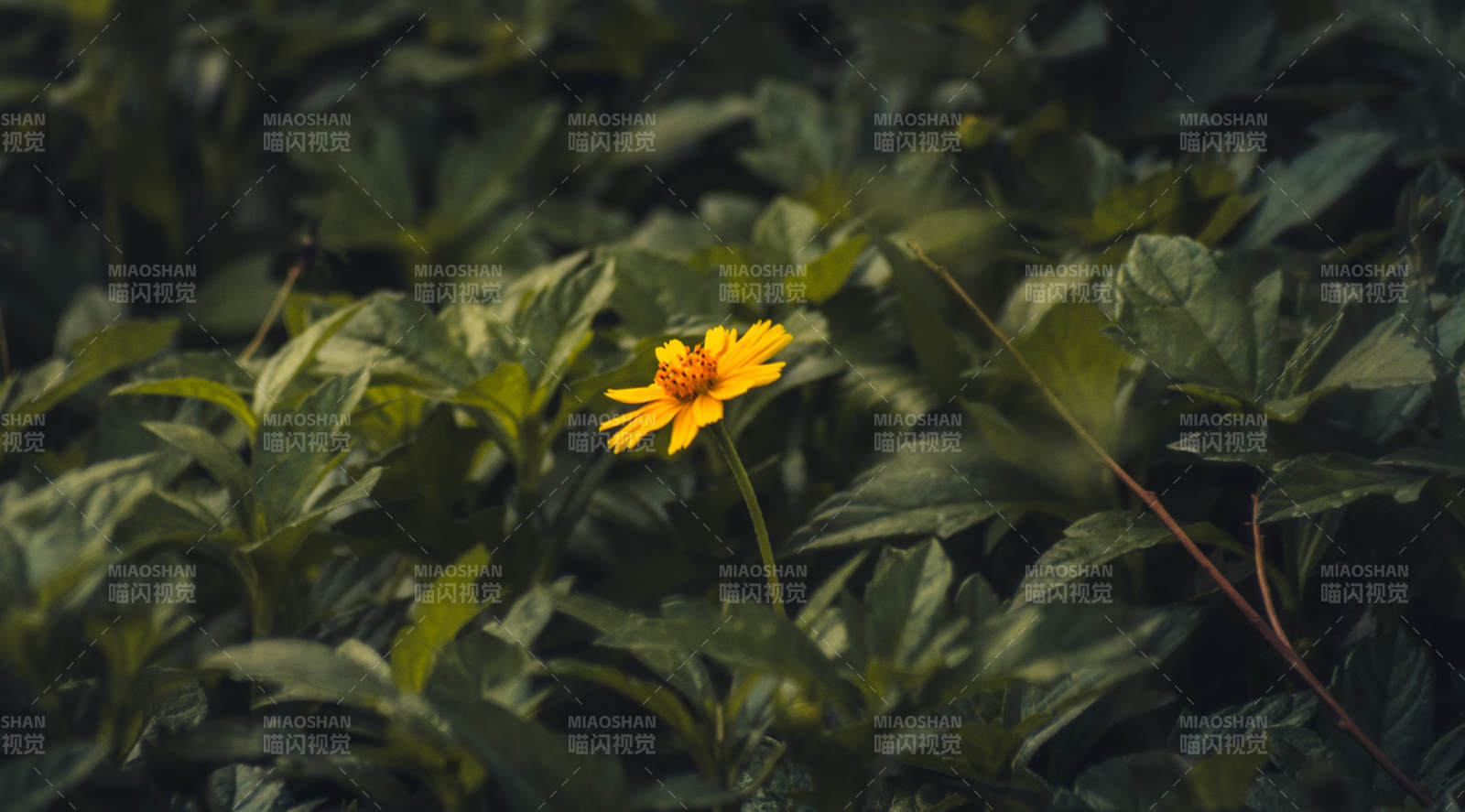 綠葉叢中的黃色小花