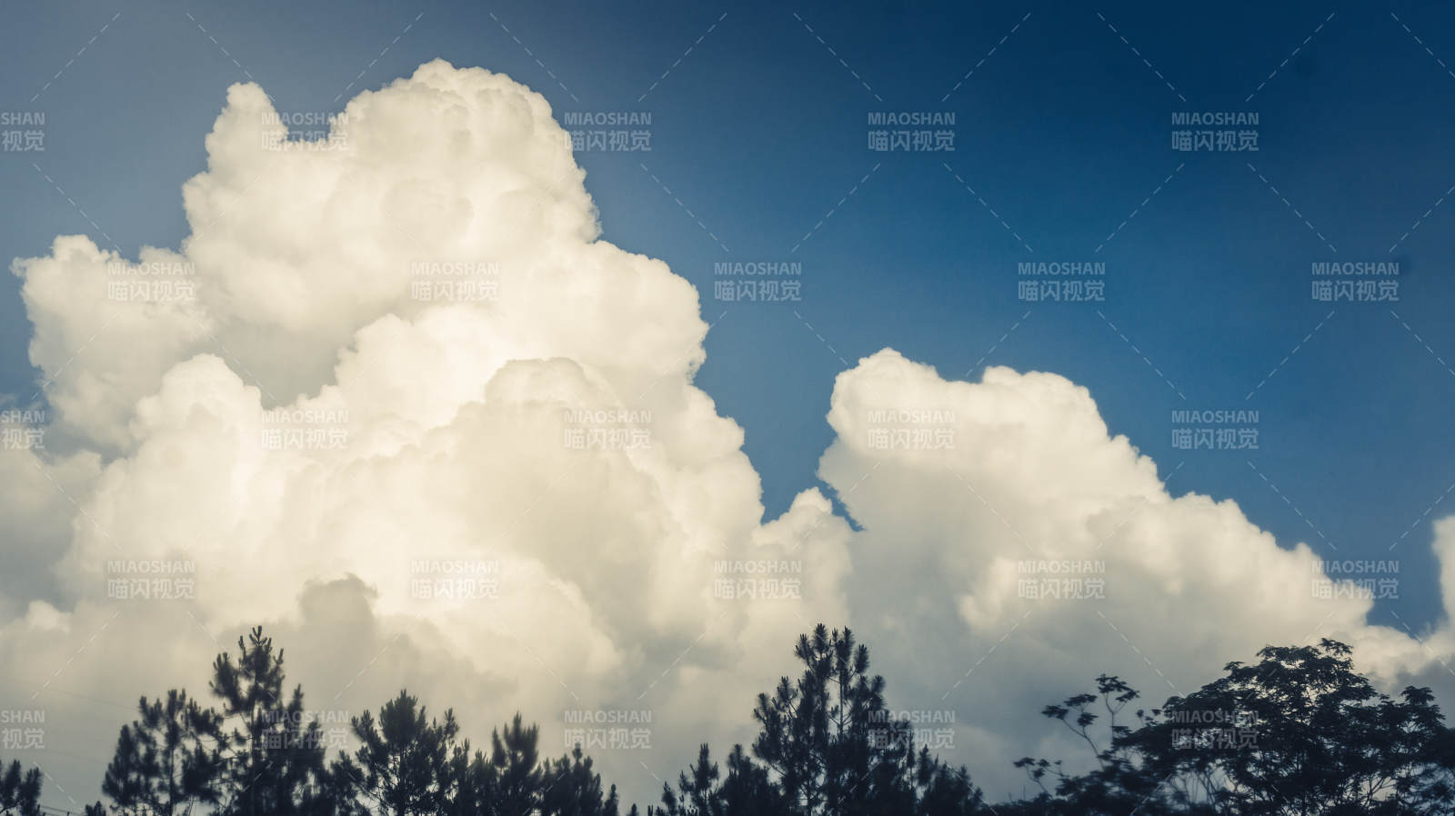 云海松林 晴空萬里